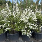 Tavoľník ´van Houtteho´ (Spiraea x vanhouttei) - výška 80-100 cm, kont. C30L/C45L